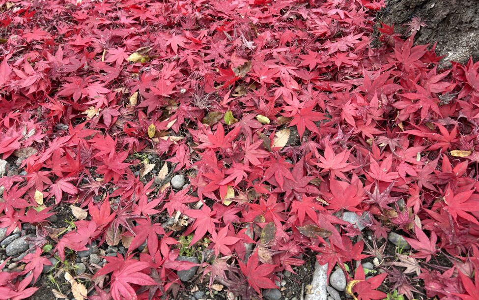 １２月１３日(水)美容室の日✂